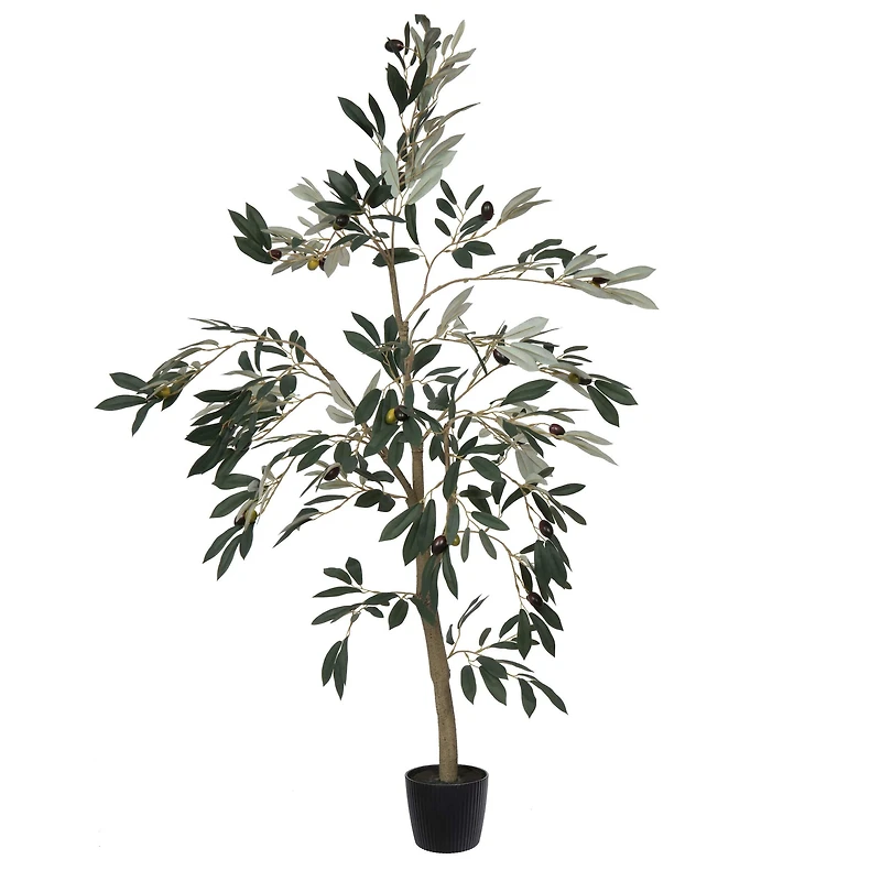 4ft. Potted Olive Tree