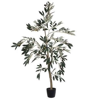 4ft. Potted Olive Tree