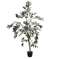 4ft. Potted Olive Tree