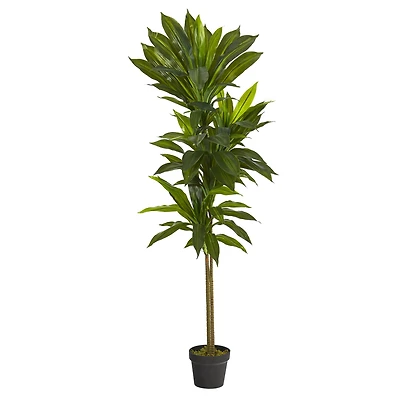 4.5ft. Potted Dracaena