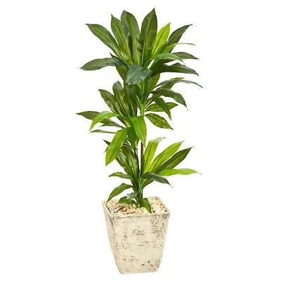 3ft. Dracaena Plant in Country White Planter