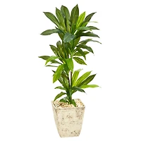 3ft. Dracaena Plant in Country White Planter