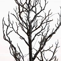 3ft. Pre-Lit Artificial Halloween Black Spooky Twig Tree with 100 Orange & Purple Copper Wire String LED Lights