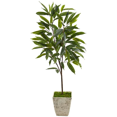 4ft. Ficus in Country White Planter