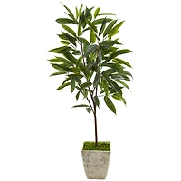 4ft. Ficus in Country White Planter