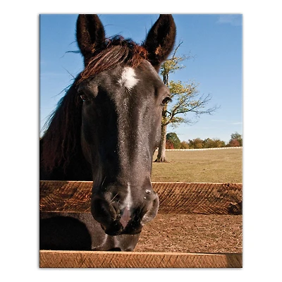 Horse Head 16" x 20" Canvas Wall Art