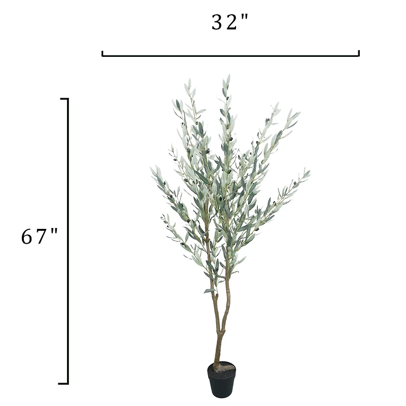 5.5ft. Potted Green Olive Tree by Ashland®