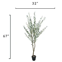5.5ft. Potted Green Olive Tree by Ashland®