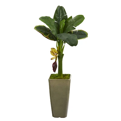 3ft. Banana Tree in Olive Green Planter