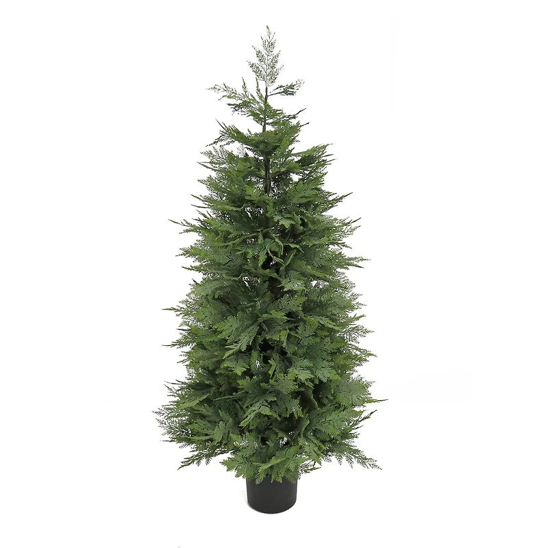 5ft. Cypress Tree In Nursery Pot