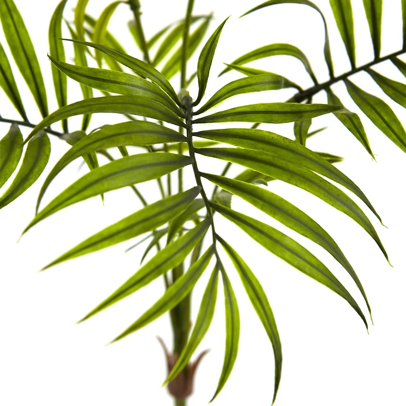 Mini Areca Palm Bushes