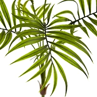 Mini Areca Palm Bushes