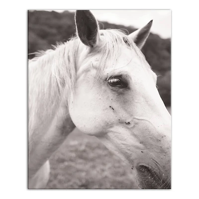 Horse Closeup 16" x 20" Canvas Wall Art