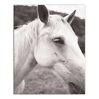 Horse Closeup 16" x 20" Canvas Wall Art