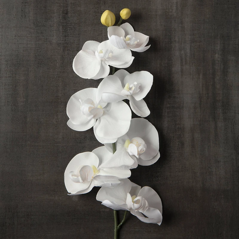 16 Pack: White Moth Orchid Stem by Ashland®
