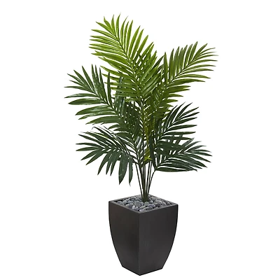 4.5ft. Kentia Palm Tree in Black Planter