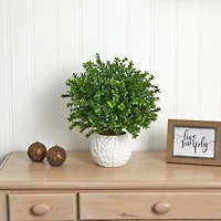 17" Boxwood in White Vase