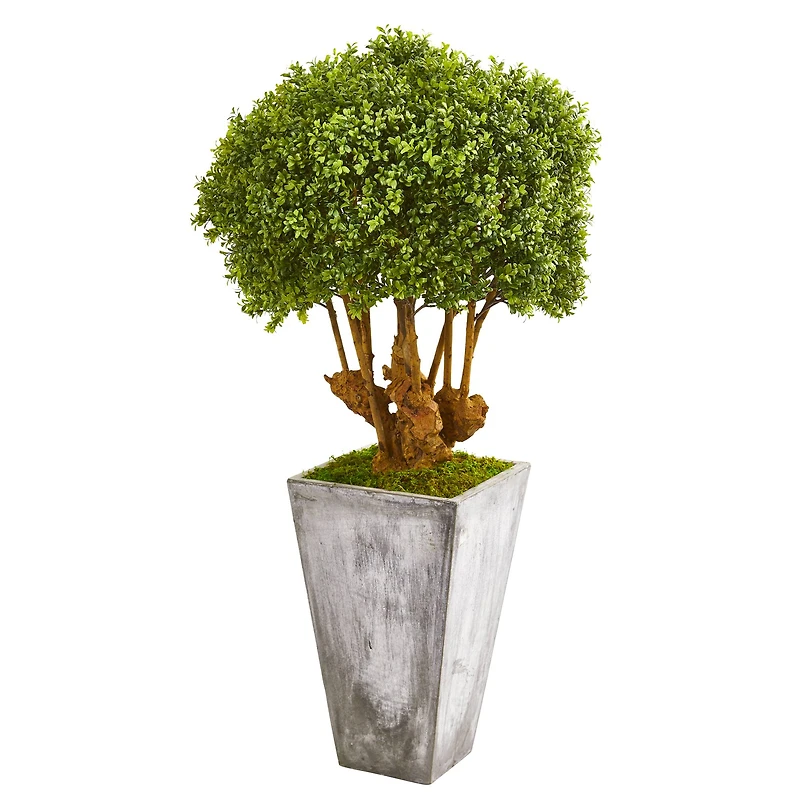 4ft. Boxwood Topiary Tree in Cement Planter