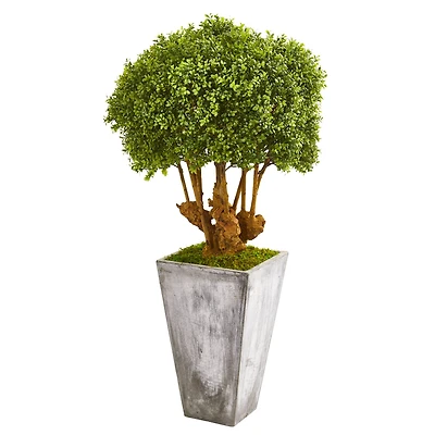 4ft. Boxwood Topiary Tree in Cement Planter