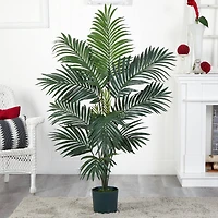 5ft. Potted Kentia Palm Tree