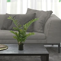 2ft. Potted Green Zamifolia Bush