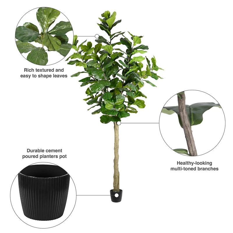 10ft. Potted Fiddle Tree