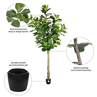 10ft. Potted Fiddle Tree