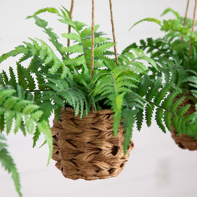 10" UV-Resistant Boston Ferns in Hanging Wicker Baskets, 3ct.