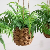 10" UV-Resistant Boston Ferns in Hanging Wicker Baskets, 3ct.