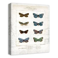 Butterfly Study 16" x 20" Canvas Wall Art