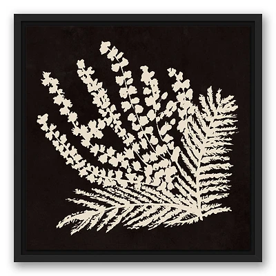 Coal Botanical 16" x 16" Black Floating Framed Canvas