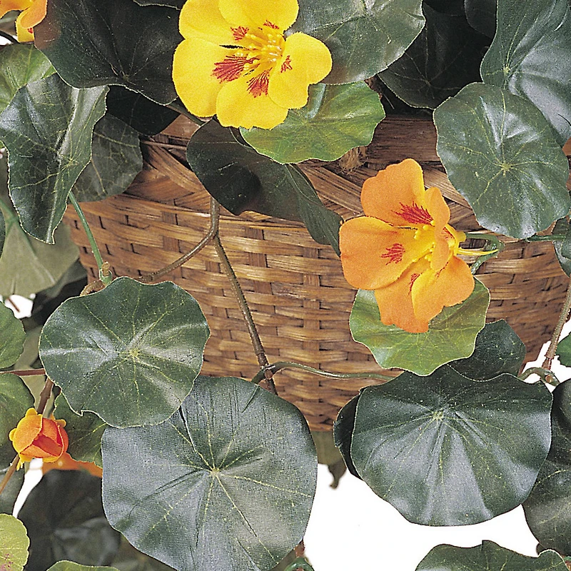 22" Golden Nasturtium Hanging Basket