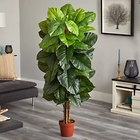 5ft. Potted Philodendron Plant