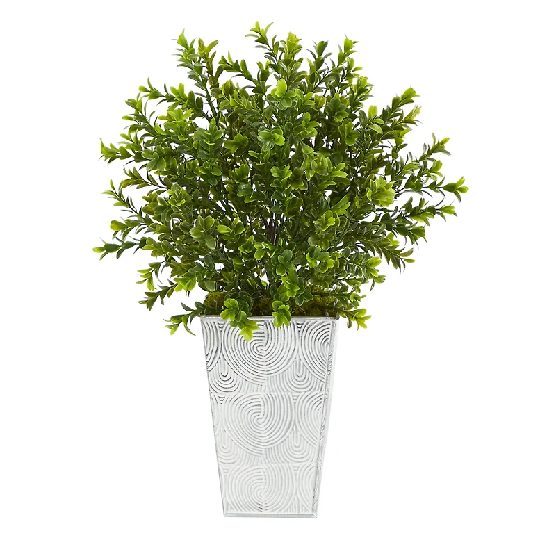 19in. Boxwood Plant in Embossed White Planter