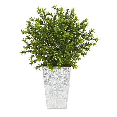 19in. Boxwood Plant in Embossed White Planter