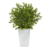 19in. Boxwood Plant in Embossed White Planter