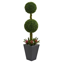 5ft. Double Boxwood Ball Topiary Tree with Bromeliads in Slate Planter