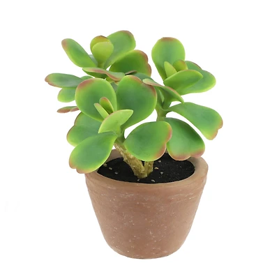 6.5" Jade Plant in Terra Cotta Pot by Ashland®