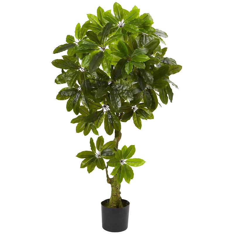 5ft. Potted Schefflera Tree