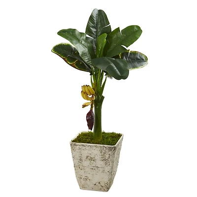 3ft. Banana Tree in Country White Planter