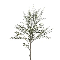 Hello Honey® 29" Potted Thyme Topiary Tree
