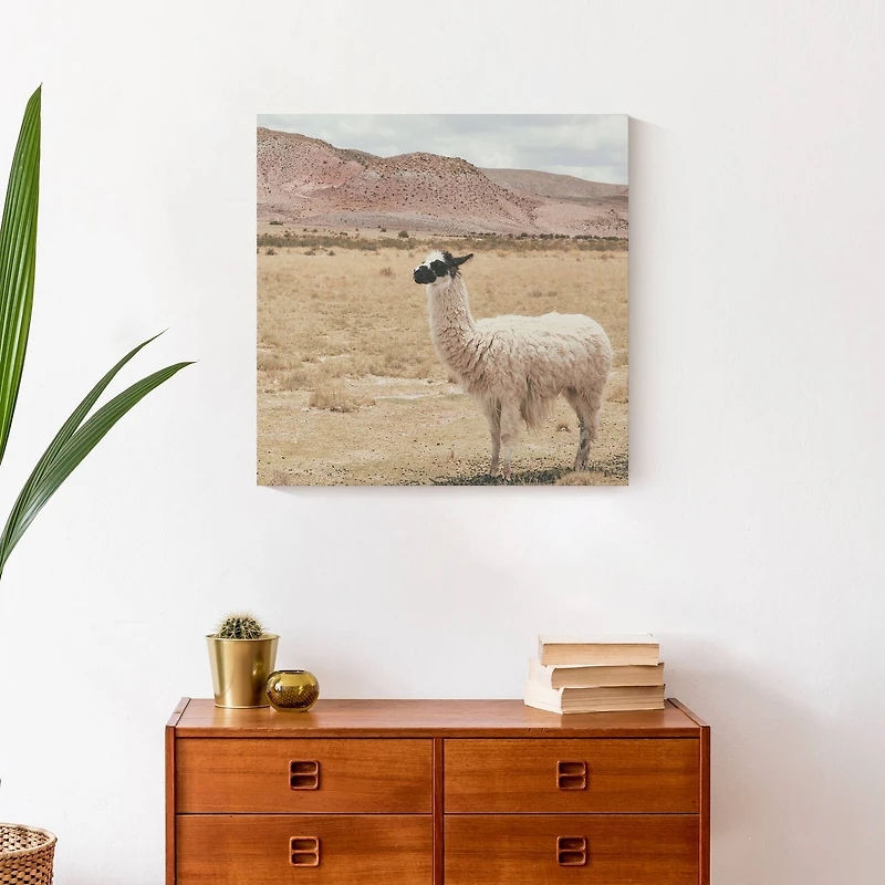 Llama In Field 20" x 20" Canvas Wall Art