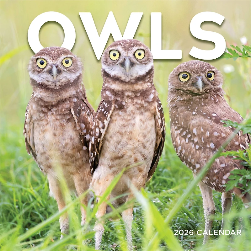 2026 Owls Wall Calendar