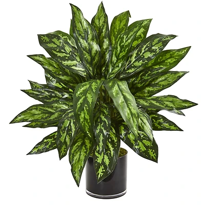 2.5ft. Silver King Plant in Black Glass Vase