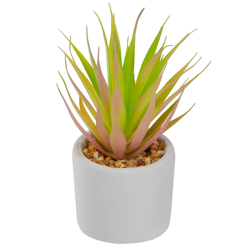 6.5" Green & Pink Sword Grass in White Pot