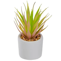 6.5" Green & Pink Sword Grass in White Pot
