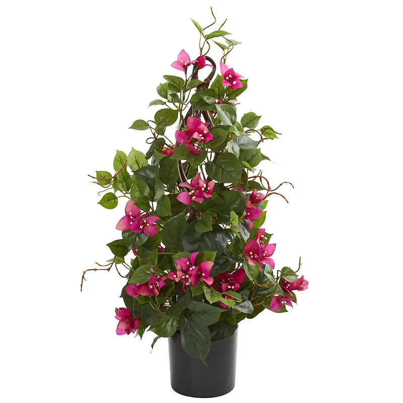 2ft. Potted Bougainvillea Climbing Plant