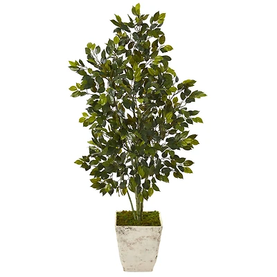 4.3ft. Ficus Tree in Country White Planter 
