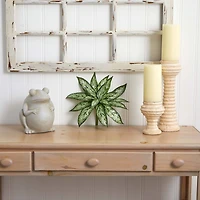 Silver Queen Plant, 6ct.