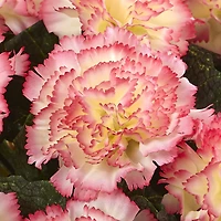 Carnation Arrangement In Vase